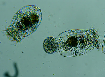 Aquaculture Cycle