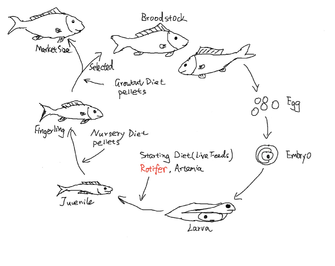 Aquaculture Cycle