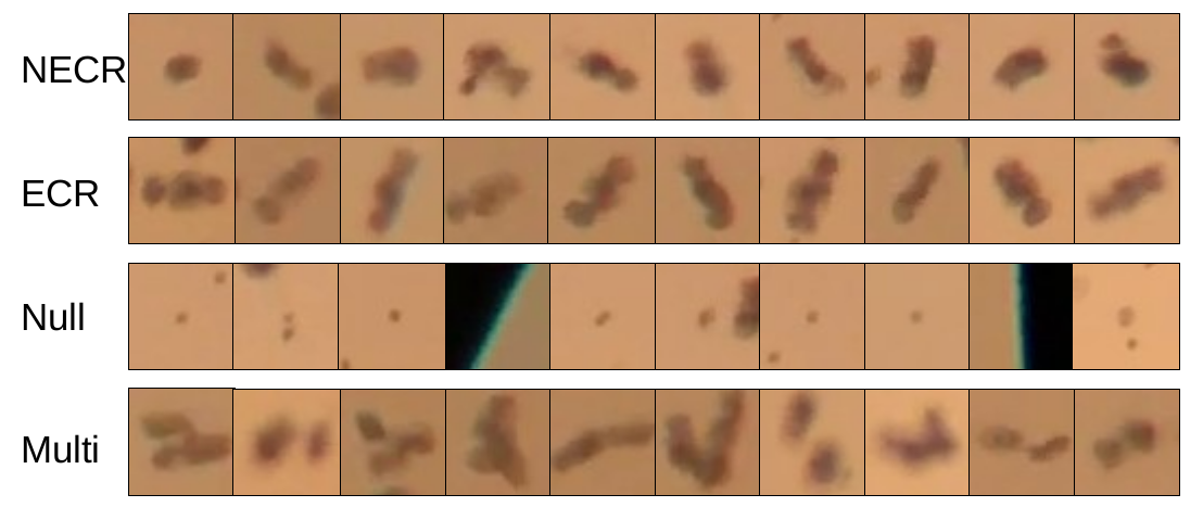 dataset
